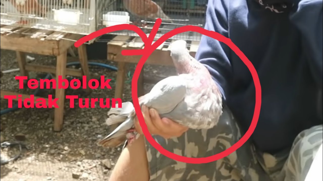 Mengobati Merpati Tembolok Tidak Turun (Sour Crop)