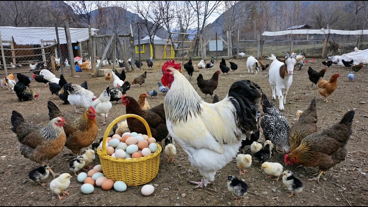 3 Natural Methods to Boost Egg Production - Rural Chicken Farm Daily Routine