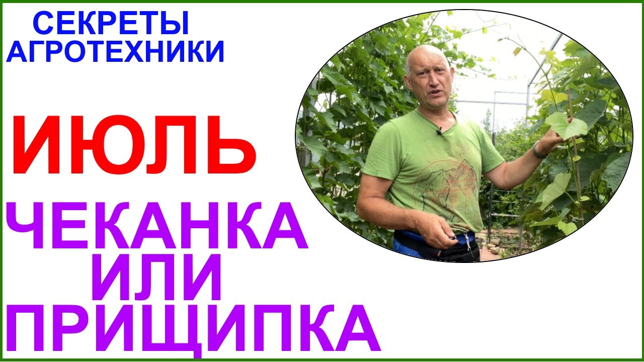 Середина июля. Чеканка или прищипка, что выбрать?