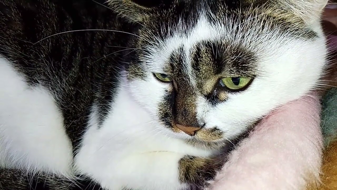 " ИЗВИНИТЕ,ОМАРОВ - НЕТ " !!🤷‍♀️🤣 УЗНАЮ СВОИХ КОТОВ!🧐😸 БЕШЕНЫЙ КОТ!!!🙀