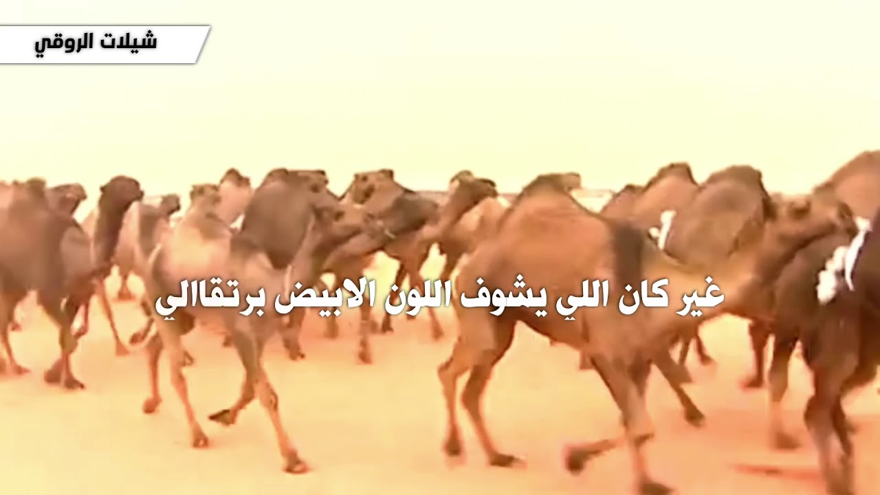 شيلة ضغط عالي | كلمات عناد الشيباني | اداء شبل الدواسر 2019