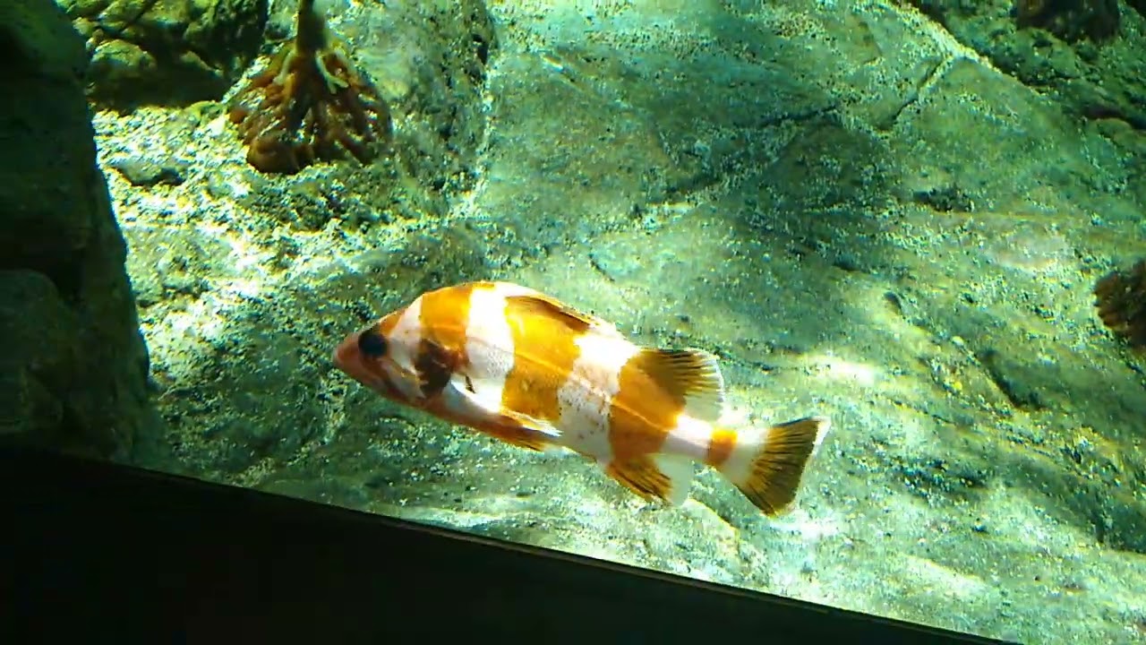 Flag Rockfish Paradise