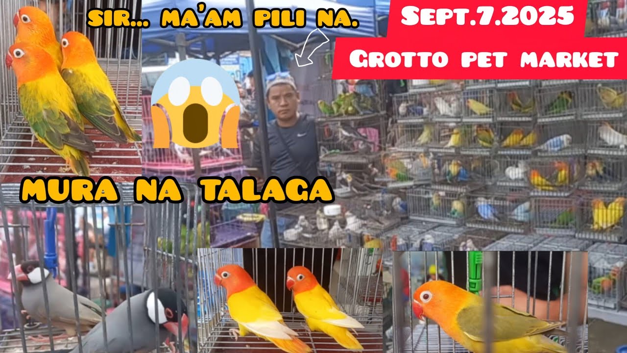 ep#198 Sept. 7.2025 Grotto pet market mura na talaga ibon.