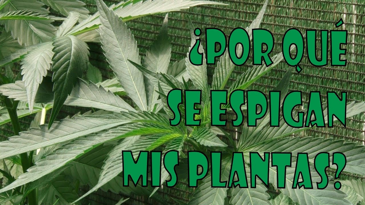 4 causas del crecimiento espigado en el cultivo de plantas de marihuana de EXTERIOR. TOP CULTIVO 22