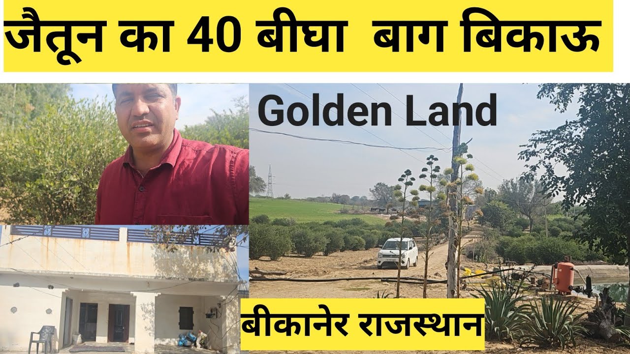 जैतून का 40 बीघा बाग बिकाऊ दो मकान ट्यूबवेल डिग्गी मीठा पानी जिला बीकानेर राजस्थान शहर की प्रॉपर्टी।