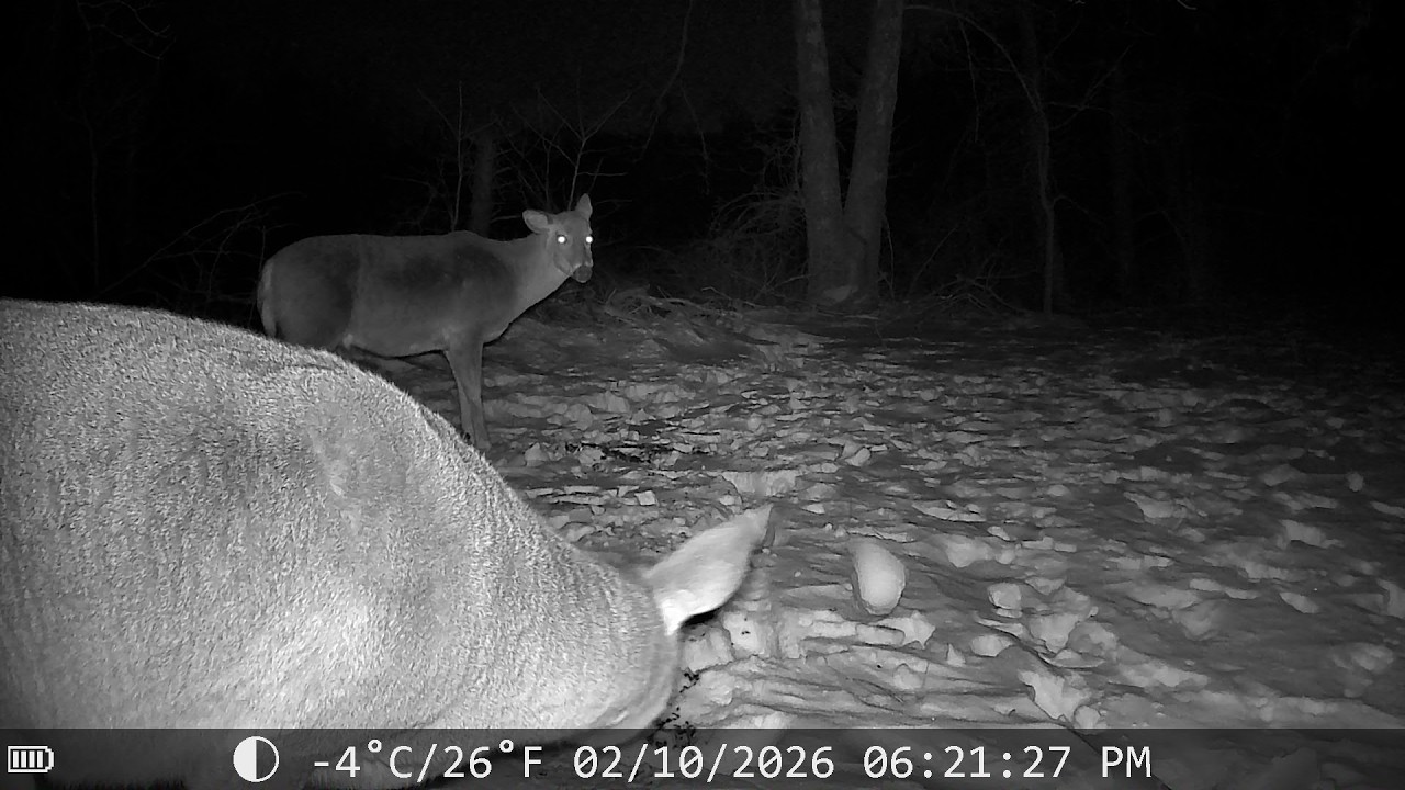 Trail cam catches deer up close