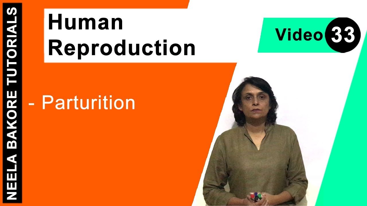 Human Reproduction | NEET | Parturition | Neela Bakore Tutorials