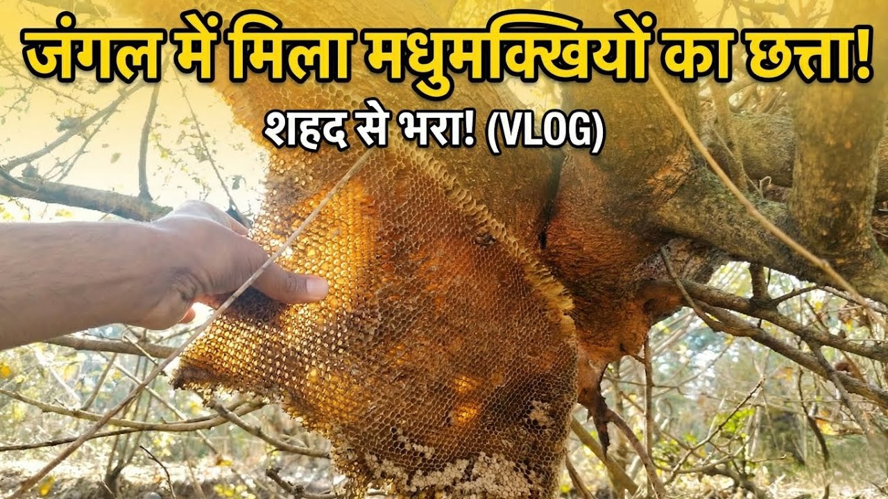 Kya Isme Shahad Hoga? 🤔 Jungle Mein Mila Purana Chatta!