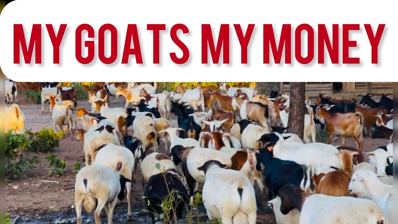 From Poverty to Prosperity: The Goat Farming Transformation