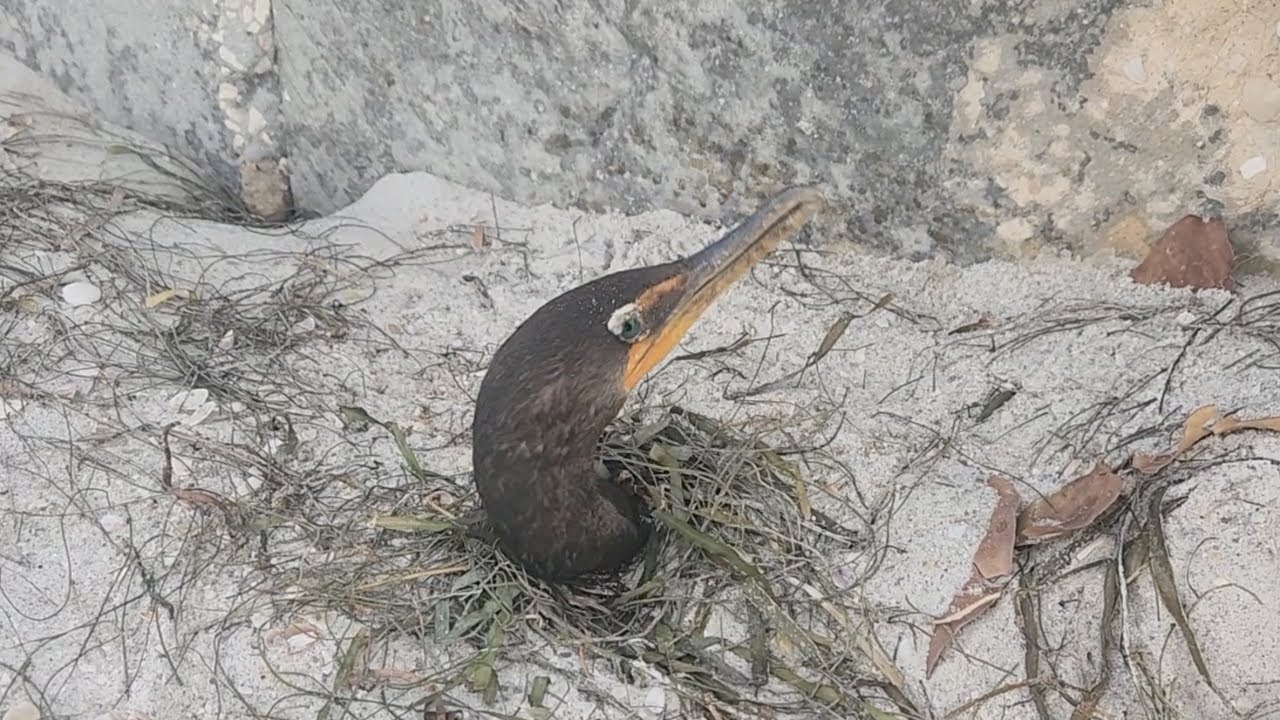 Florida seabirds nearly buried alive by storm surge rescued by Good Samaritans