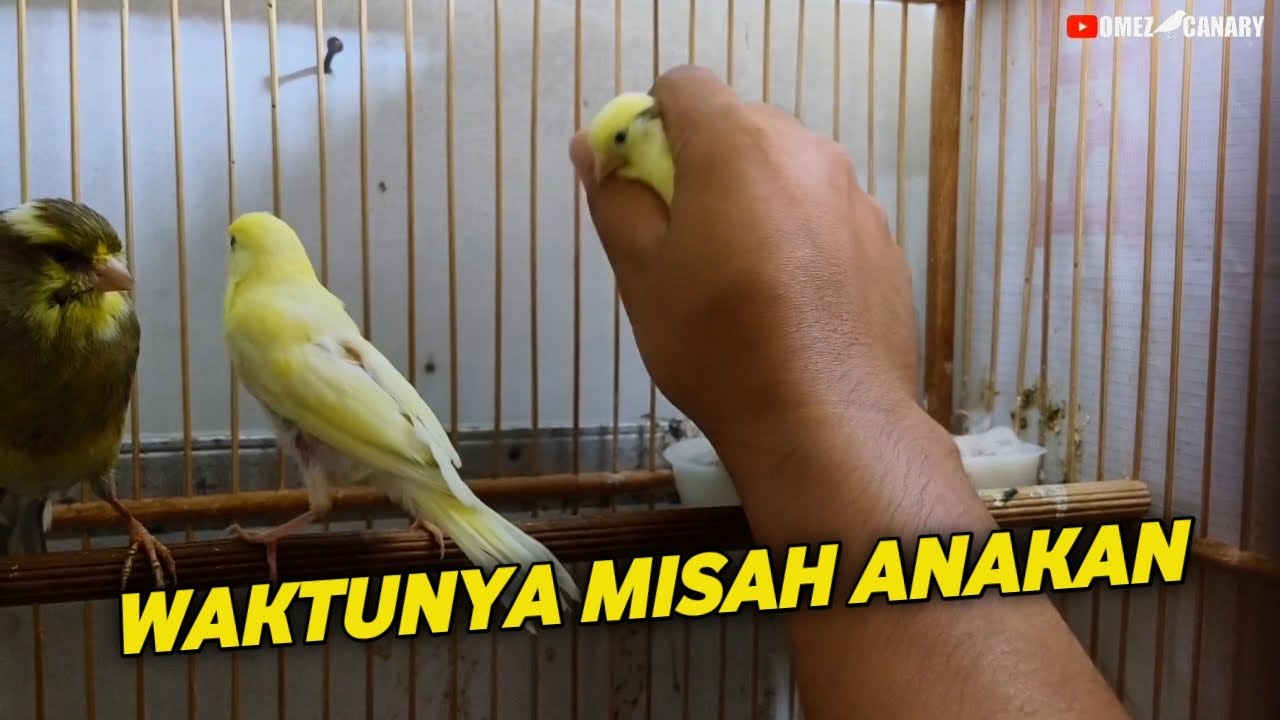 Untung belum telat ng4winin‼️induk betina c4butin bulu anakan karena dah bir4hi lagi