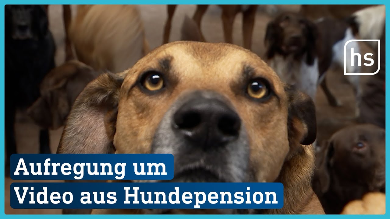 Misshandlungsvorwurf: Beschwerde gegen Hundepension | hessenschau