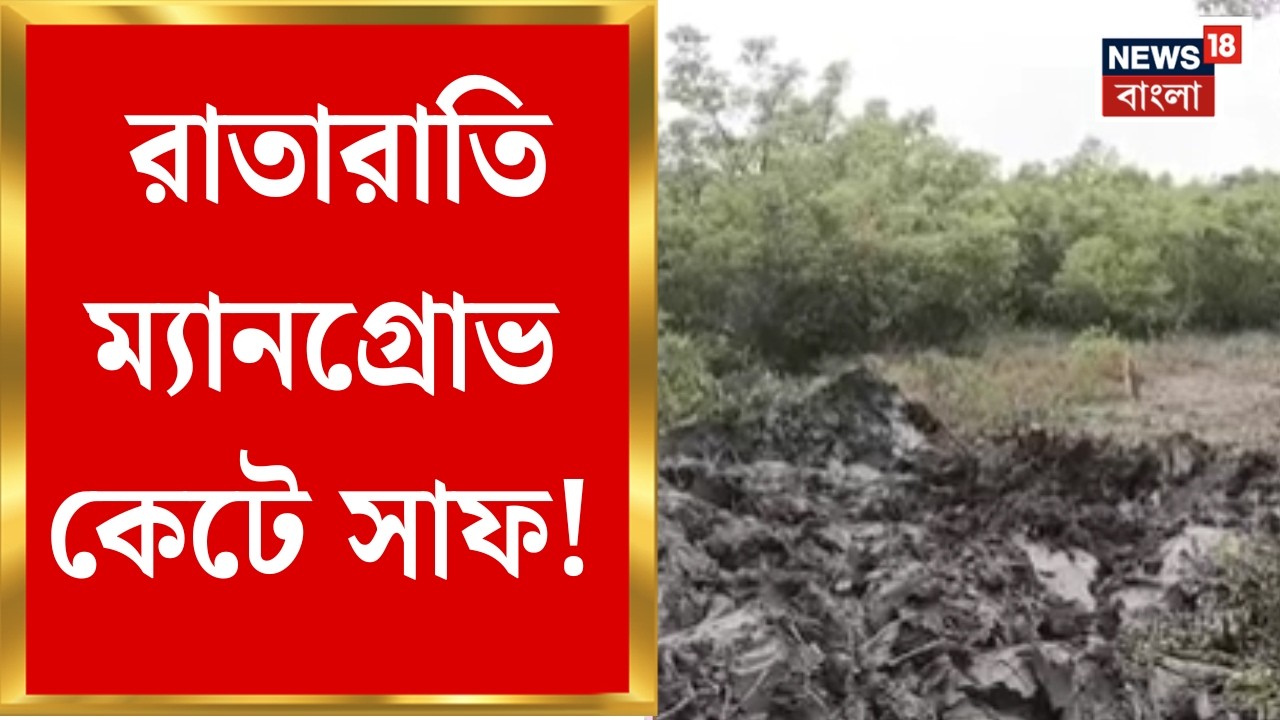 Mangrove News| পাথরপ্রতিমায় ম্যানগ্রোভে দেদার কোপ! গাছ কাটার অভিযোগে সরব স্থানীয়রা | Bangla News