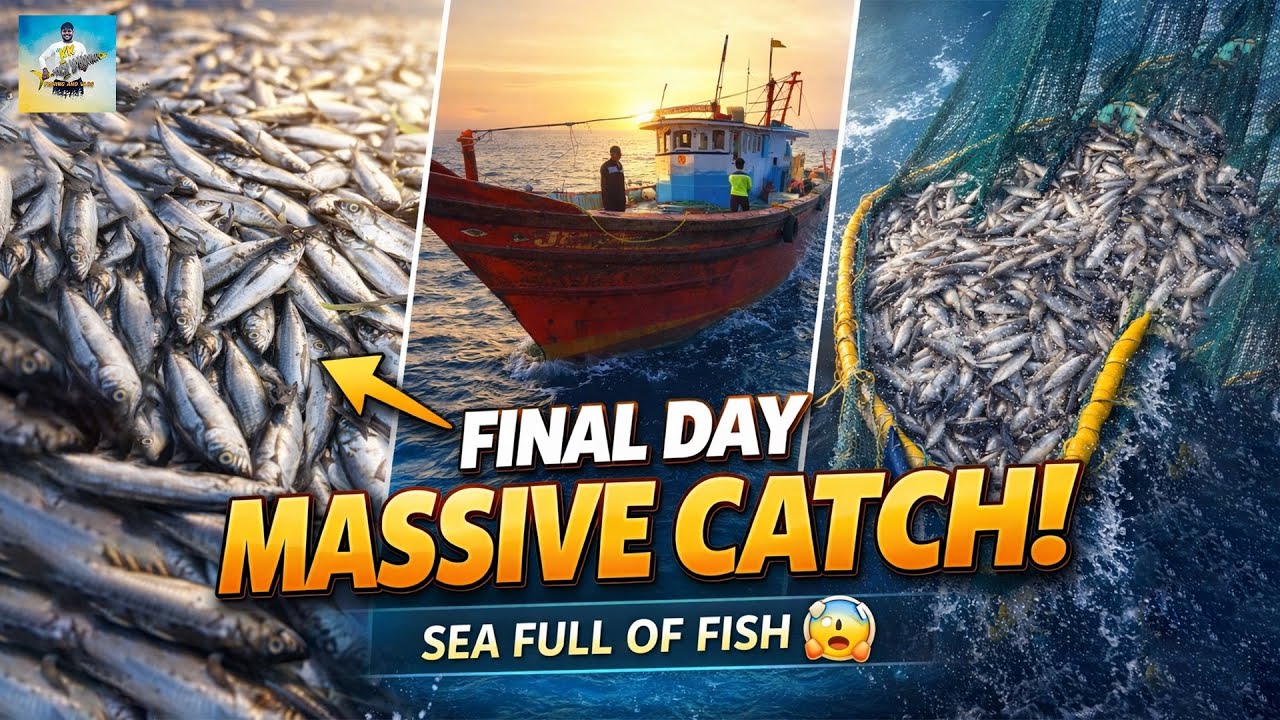 Final Day Fishing Success‼️Returning to Shore with a Great Catch🤩