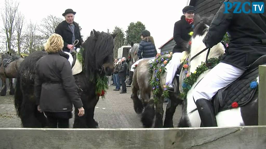 Bijna 80 paarden de zee in bij Strao Burgh-Haamstede