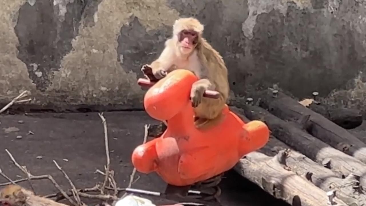 番外編 パンチくんも遊具があるといいね～【番外編】【茶臼山動物園】ニホンザル