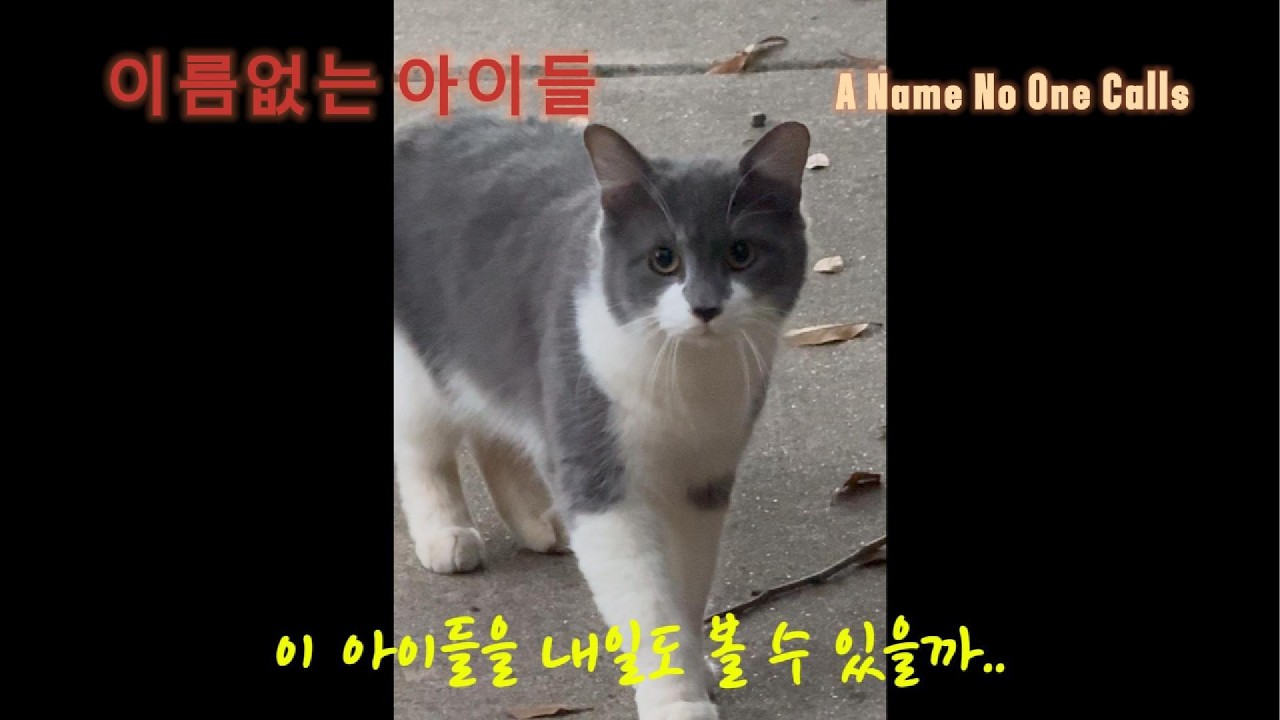이름없는 아이들, 길고양이. A Name No One Calls. Stray Cats.