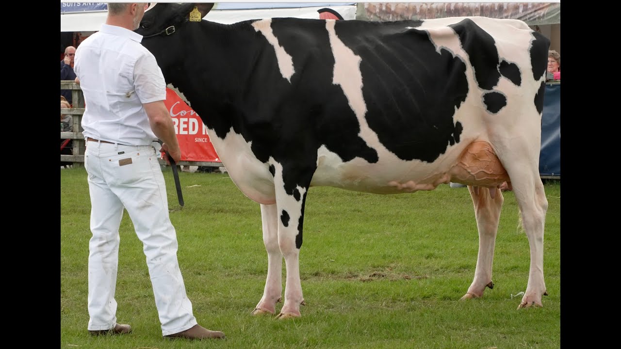 2023 Balmoral Show Champion of Champions, -Ayrshire vs Jersey vs Holstein