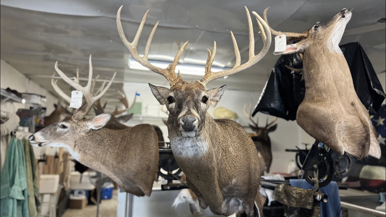 Mounting a WIDE semi sneak Midwest WHITETAIL BUCK DEER!