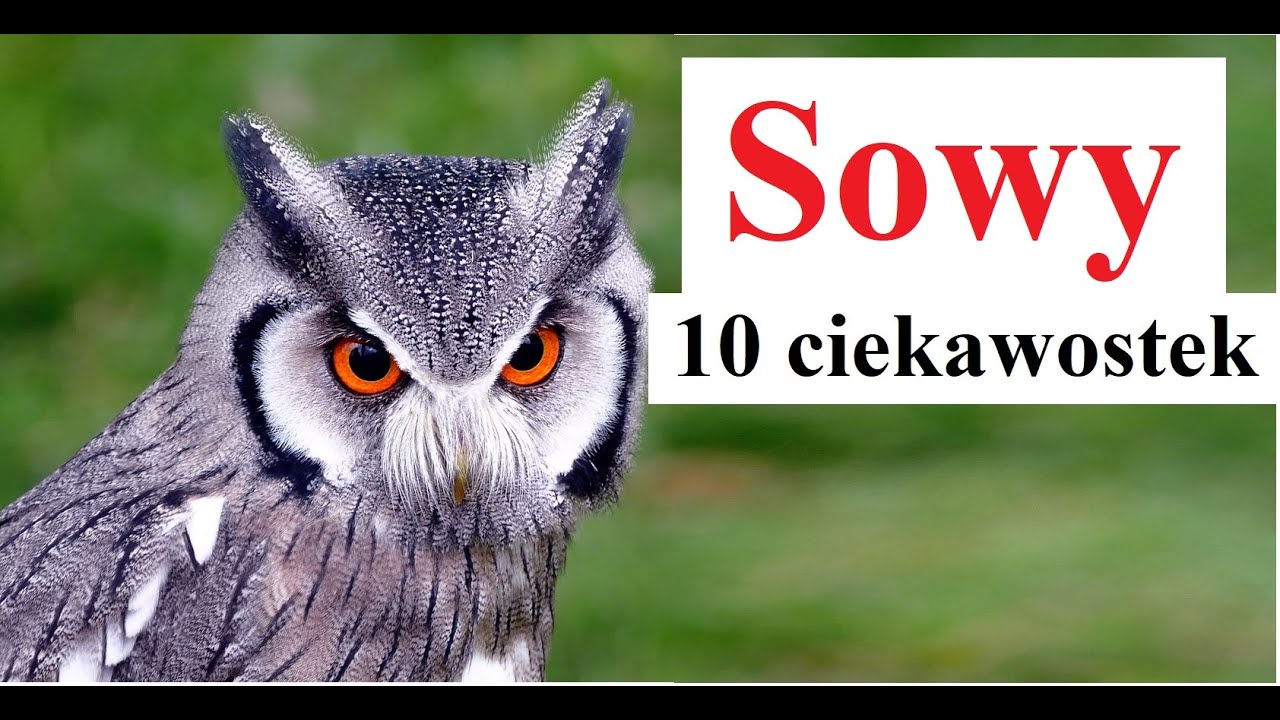 Sowy - 10 ciekawostek