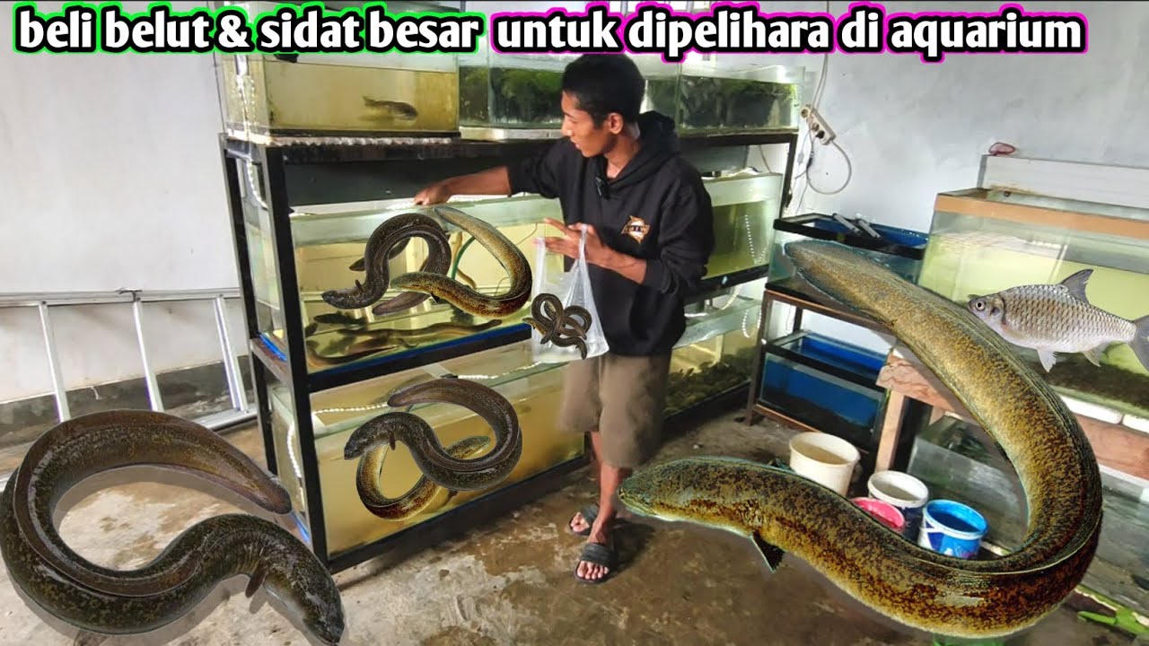 beli belut & sidat besar untuk dipelihara di aquarium