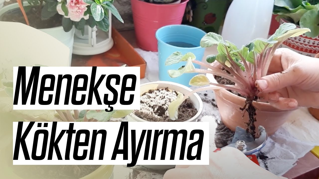 Menekşe Kökten Nasıl Ayırılır ve Çoğaltılır? (Püf Noktalar)