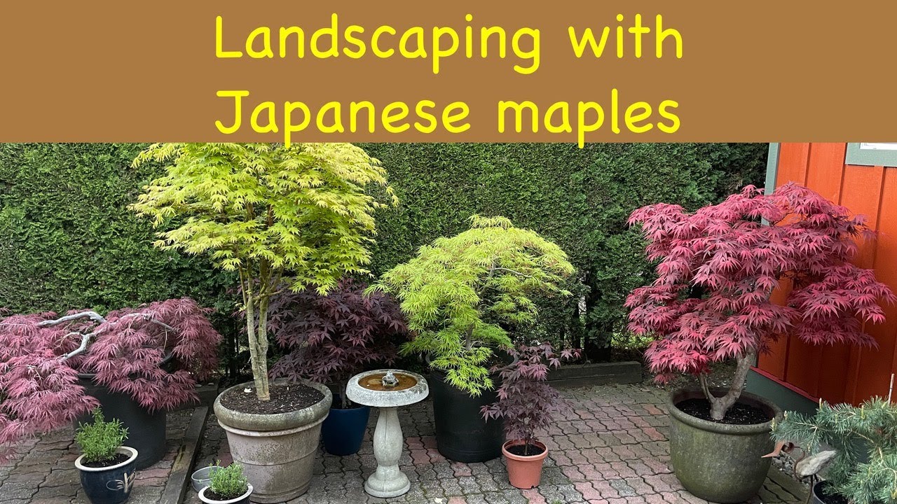 Landscaping with Japanese Maples