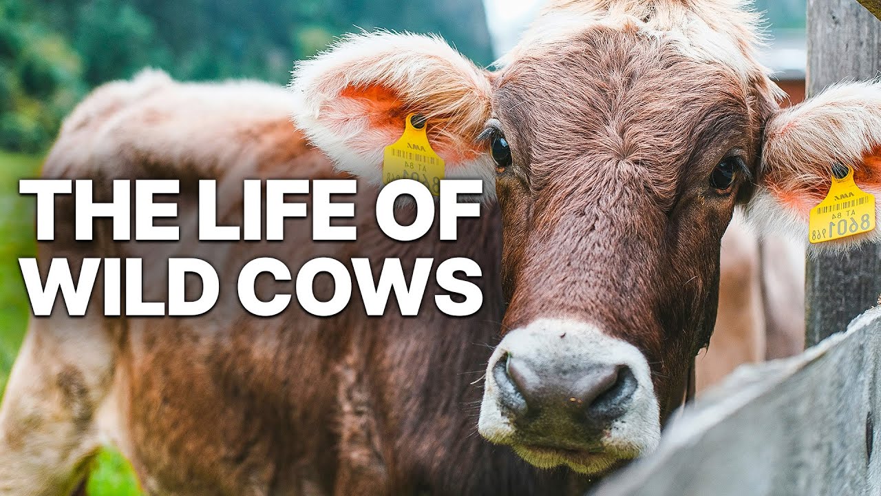 The Life Of Wild Cows | Full Documentary