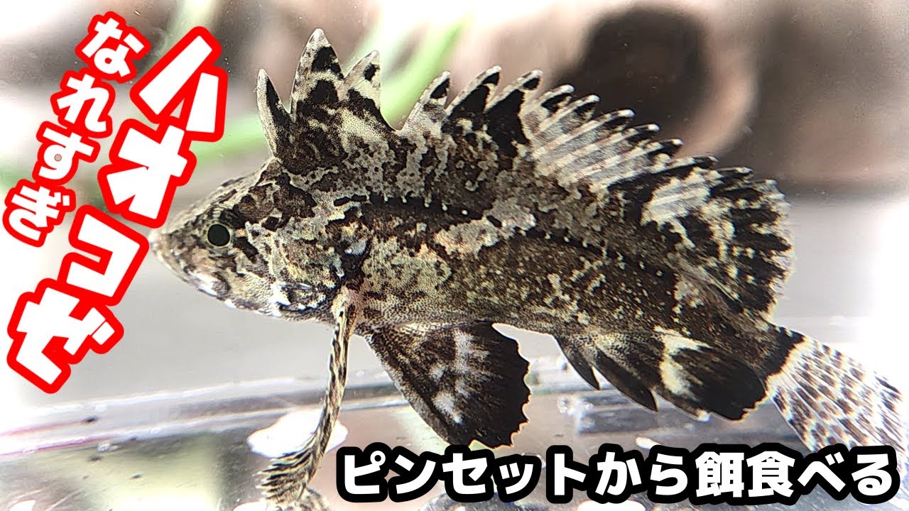 【アクアリウム/熱帯魚水槽】導入したばかりのグロ可愛い警戒心ゼロなバタフライゴビーがピンセットから餌をガツガツ食べる/それは淡水ハオコゼ、薄めの汽水でトビハゼ、その他のハゼとマングローブで飼育開始