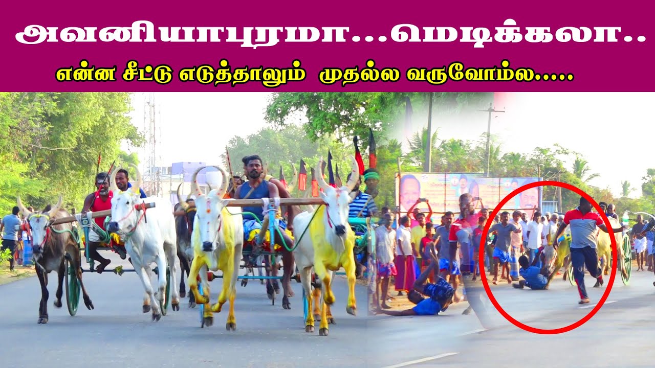 amutham_studio|புதுக்கோட்டை (மா) திருமயம் பந்தயம்  பெரிய மாடு|/06//03//2022