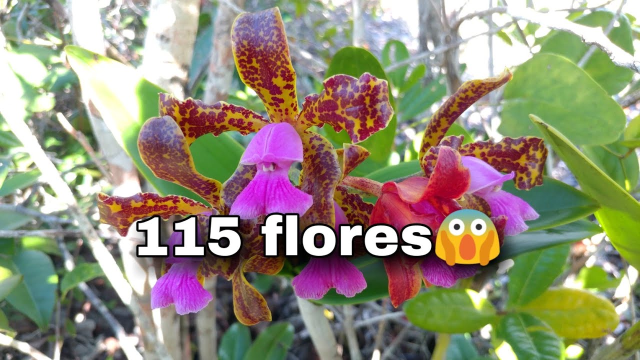 uma pequena trilha cheia de floração das orquideas nativas.