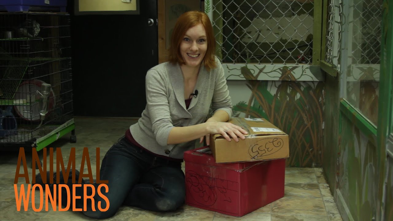 Package Full of Surprises!
