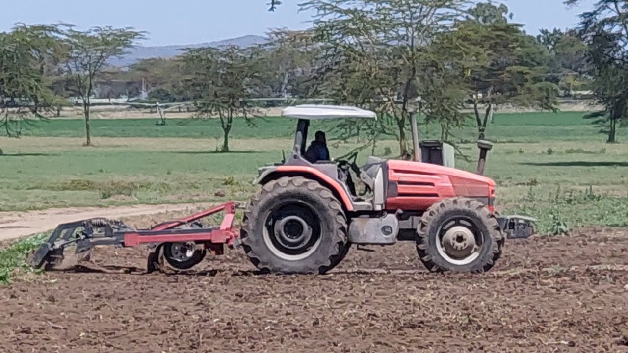 Same Laser 115 Cultivating!