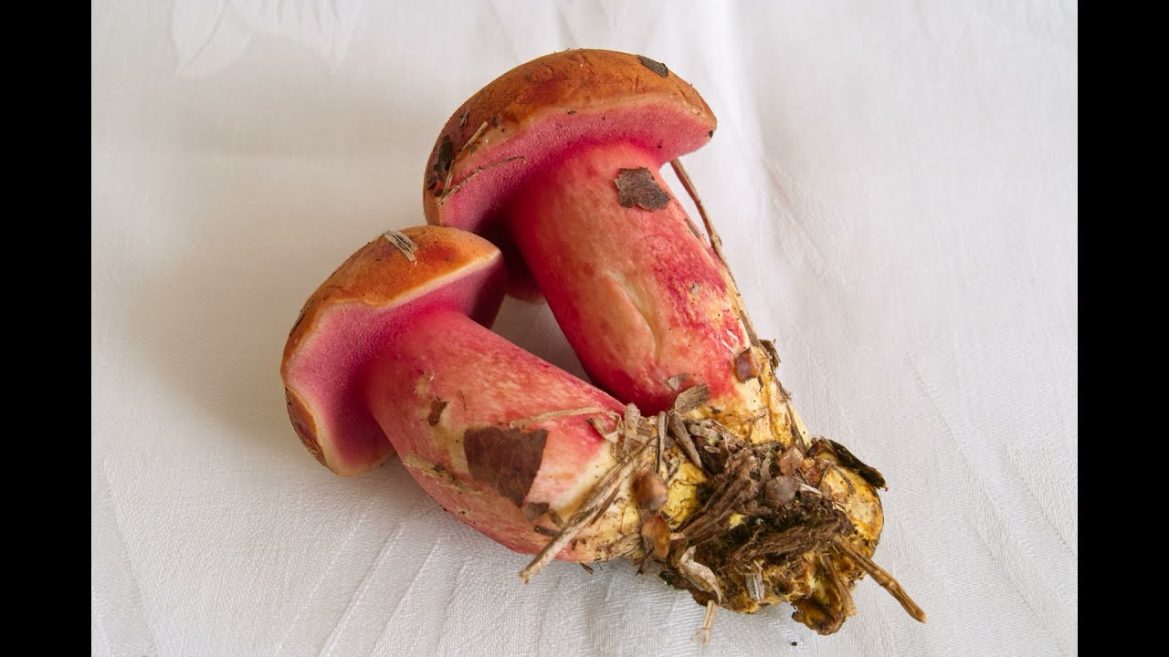 Rubinoboletus rubinus