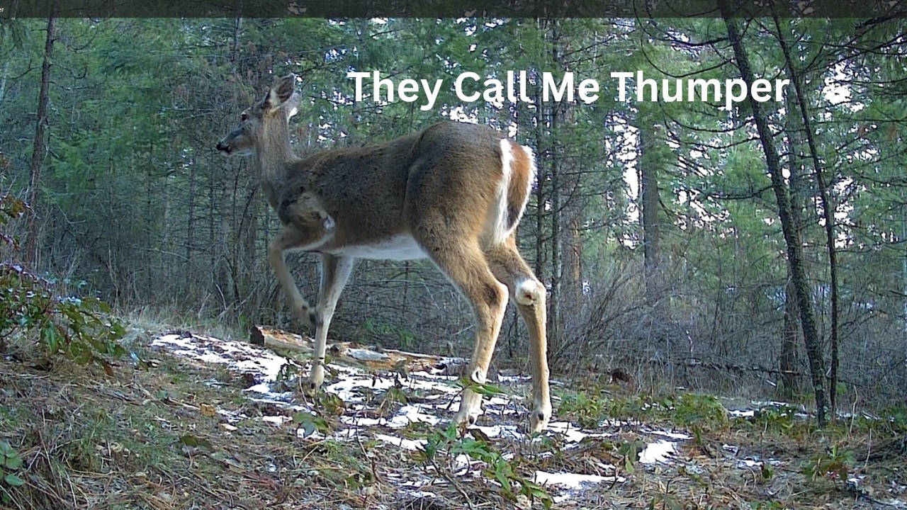 They Call Me Thumper