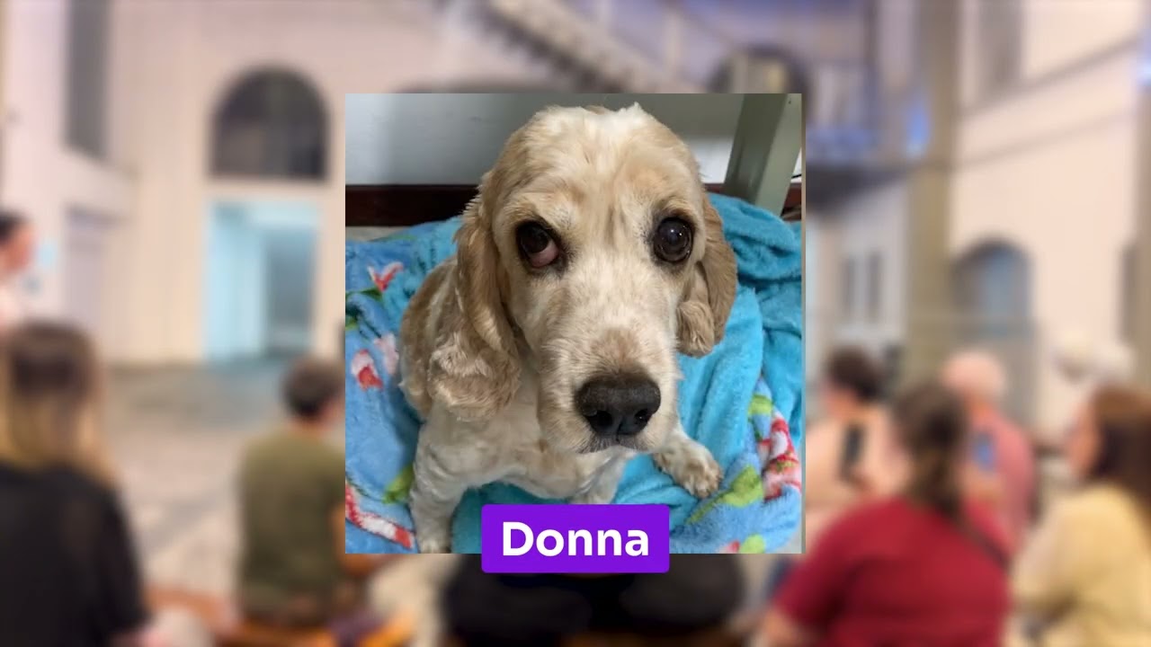 Cerim&ocirc;nia Coletiva em Mem&oacute;ria: Homenagem aos Pets que Partiram&nbsp;em Outubro