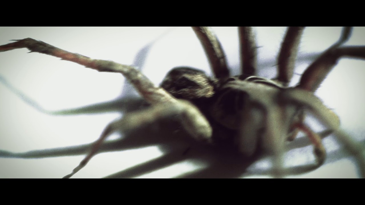 Panasonic GH2 Hacked + Fotodiox 49mm Tube extension kit + Filmconvert + Lumetri Color