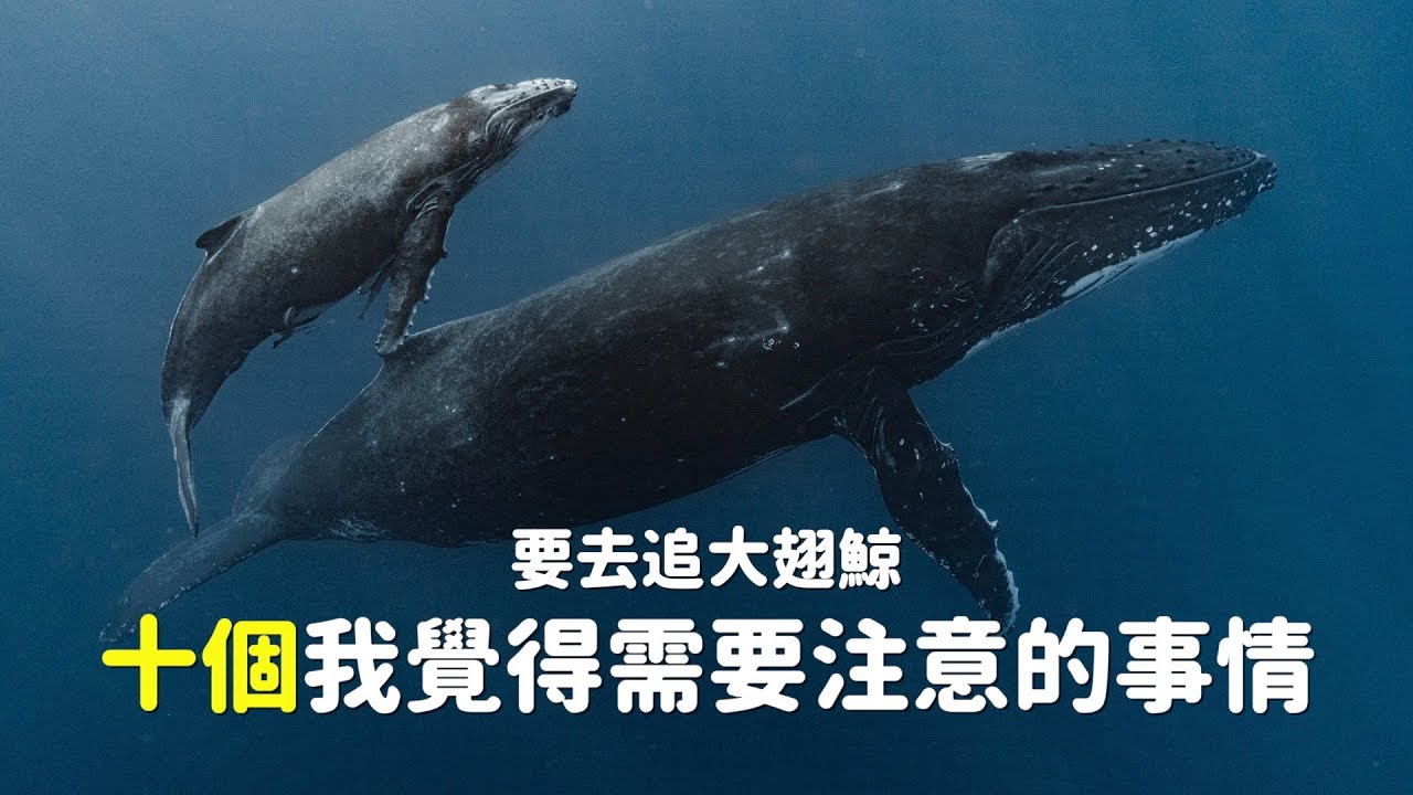 自由潛水追大翅鯨，十個你必須知道的事情