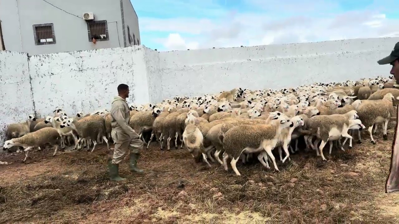 حـولية سرغينية مربعة وزينة عمارة كل خيمة كلها مزردة ونقية