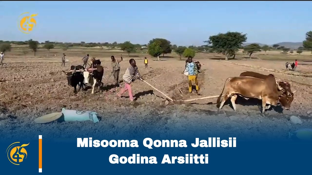 Misooma Qonna Jallisii Godina Arsiitti
