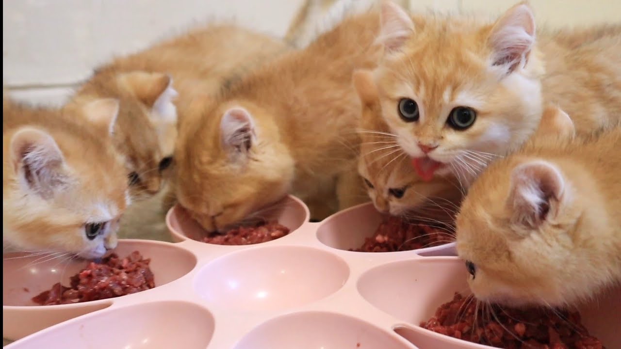 Котята это маленькие ЛЬВЯТА 🦁🐈 которые любят кушать мясо 🥩😋
