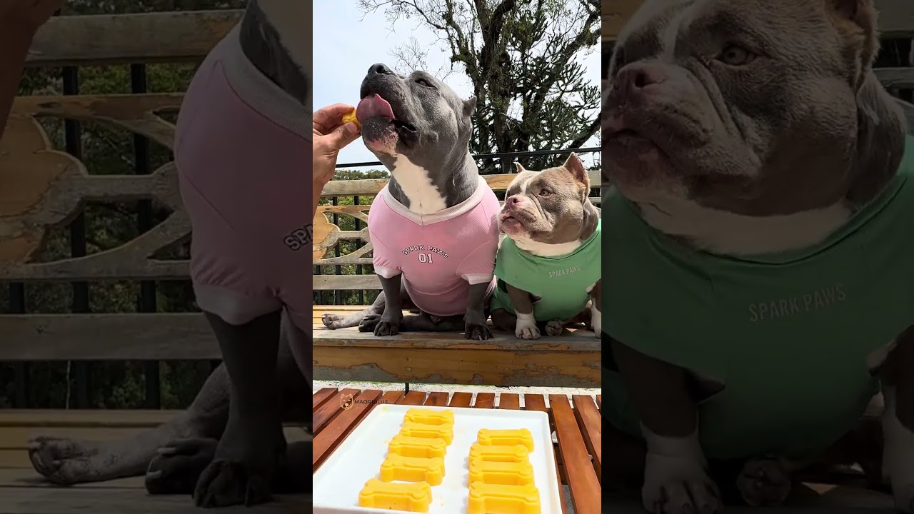 Para refrescar o dia 🤩 Picol&eacute; com apenas 2 ingredientes: Manga e Iogurte Natural 🐾Bom pra cachorro