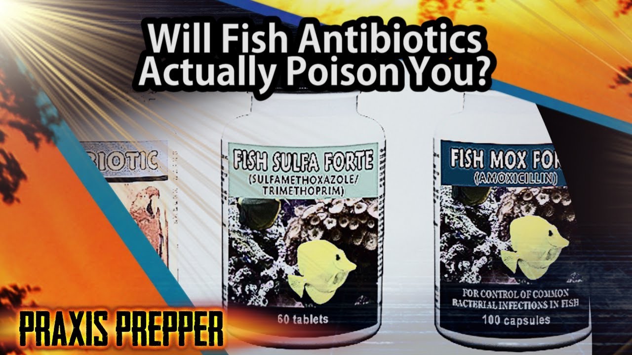 Are Fish Antibiotics Safe? Here's What Happened When I Took Them.