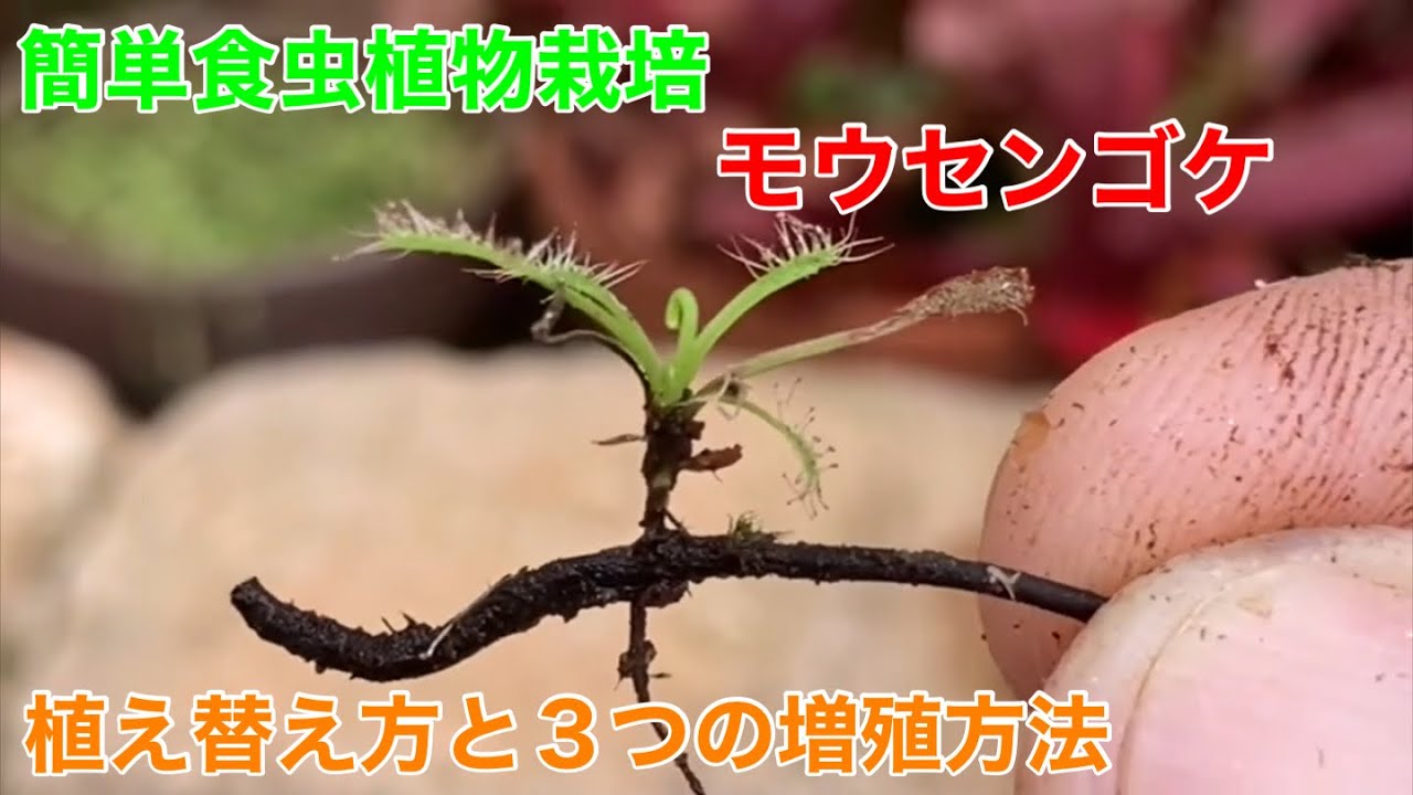 モウセンゴケの植え替えと、3つの増殖方法を紹介！