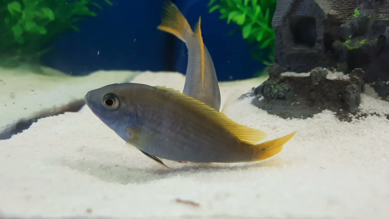 Ciklet balığı yumurtlama anı. (iceman ciklet çiftleşmesi)