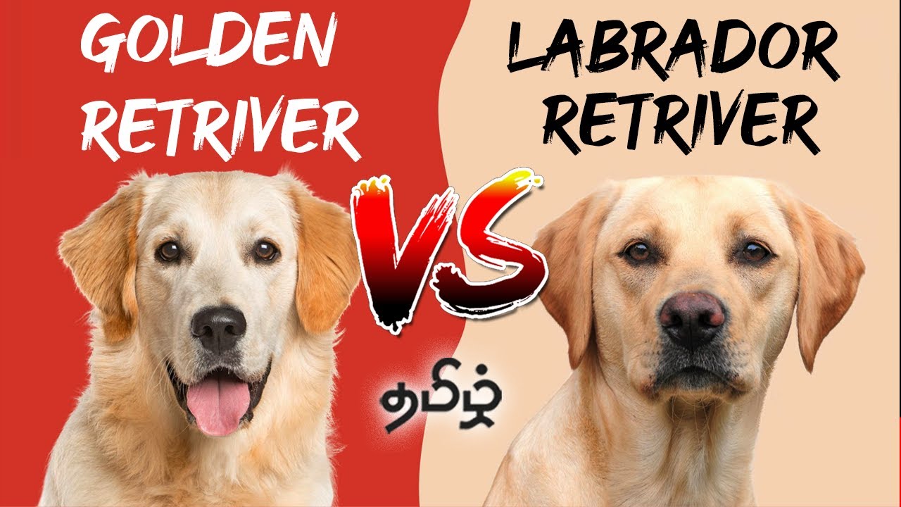 Labrador VS Golden Retriever Which is Best Full  Comparison in Tamil