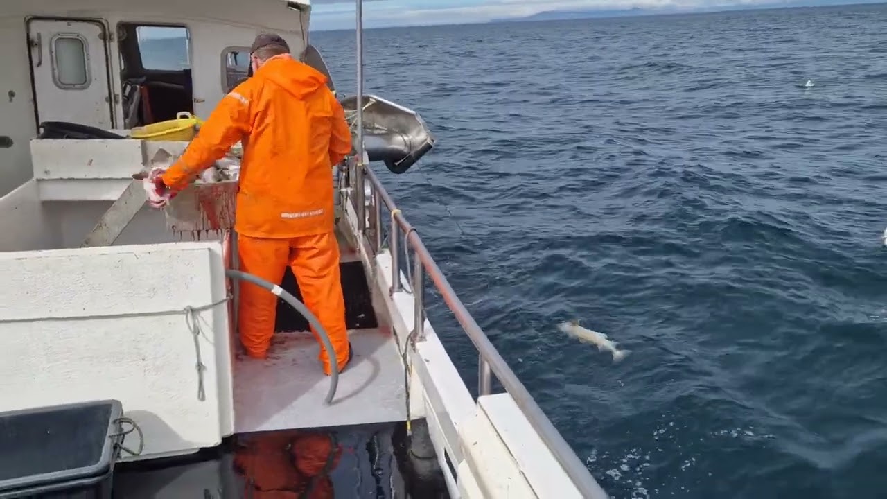 long line fishing in Iceland