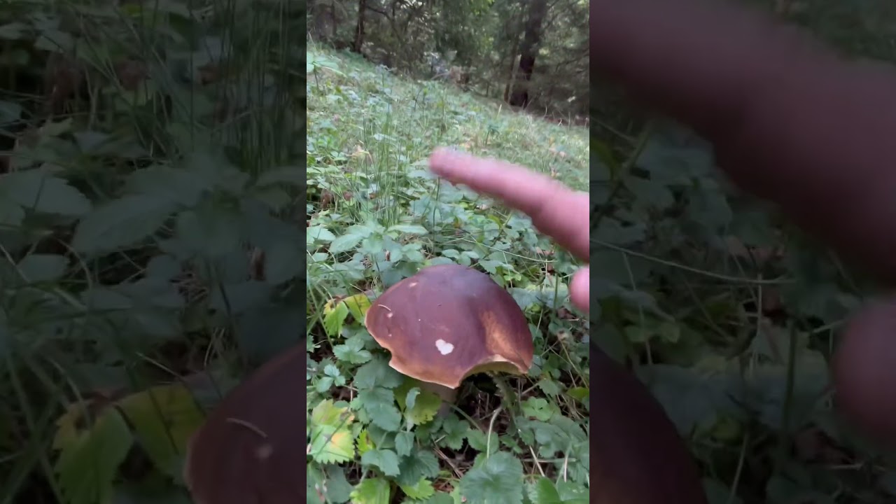 start of autumn mushrooms #boletus #edulis