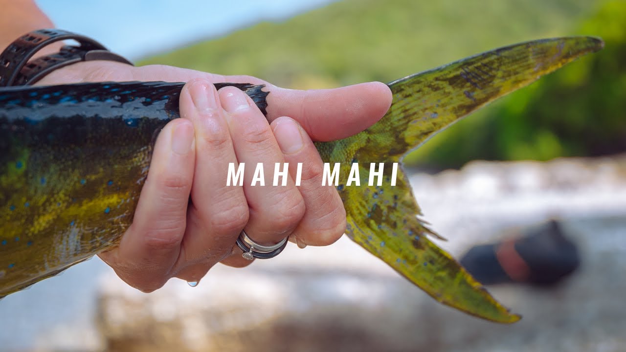 Mahi Mahi