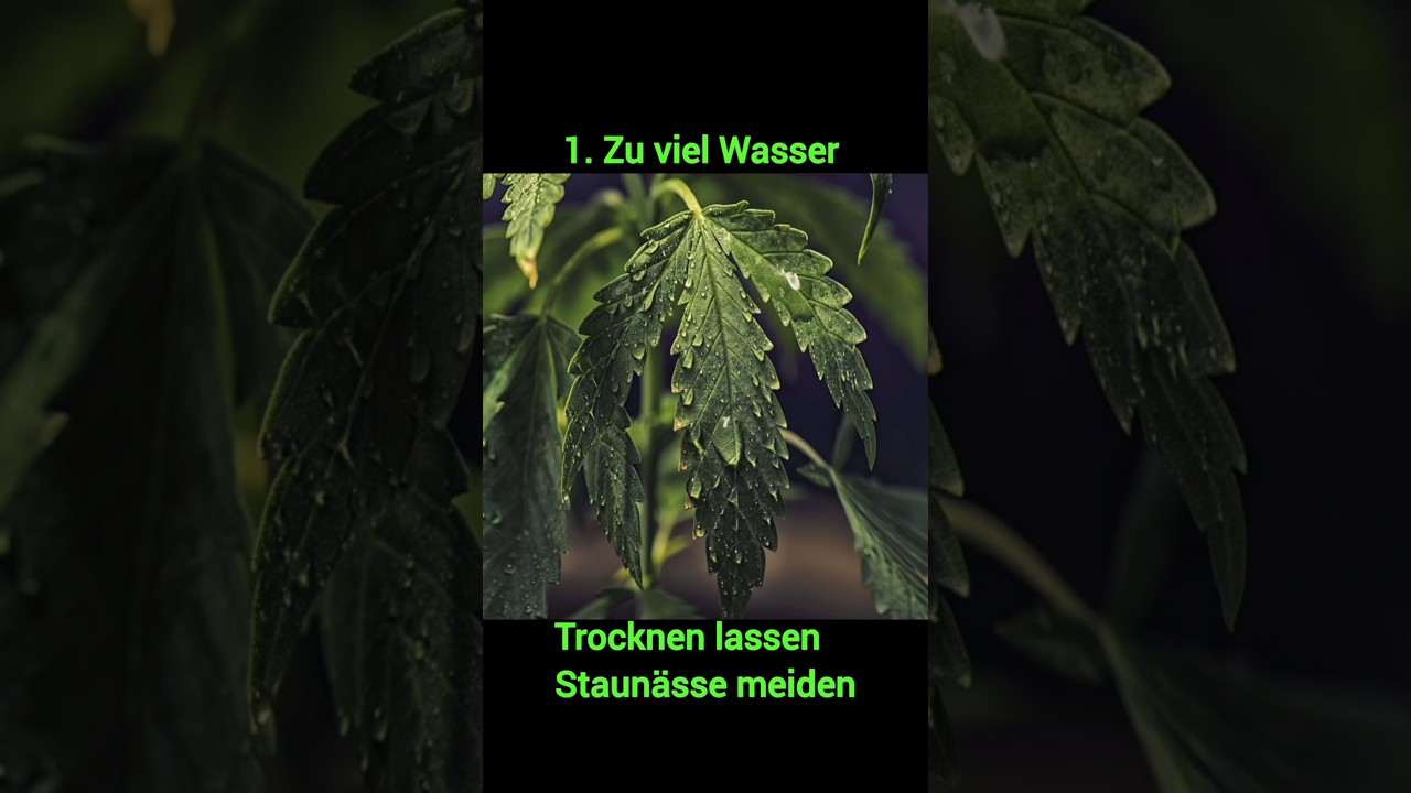Drei h&auml;ufige Fehler Grow Zelt Tipps deutsch #shorts #green #Indoorgrow